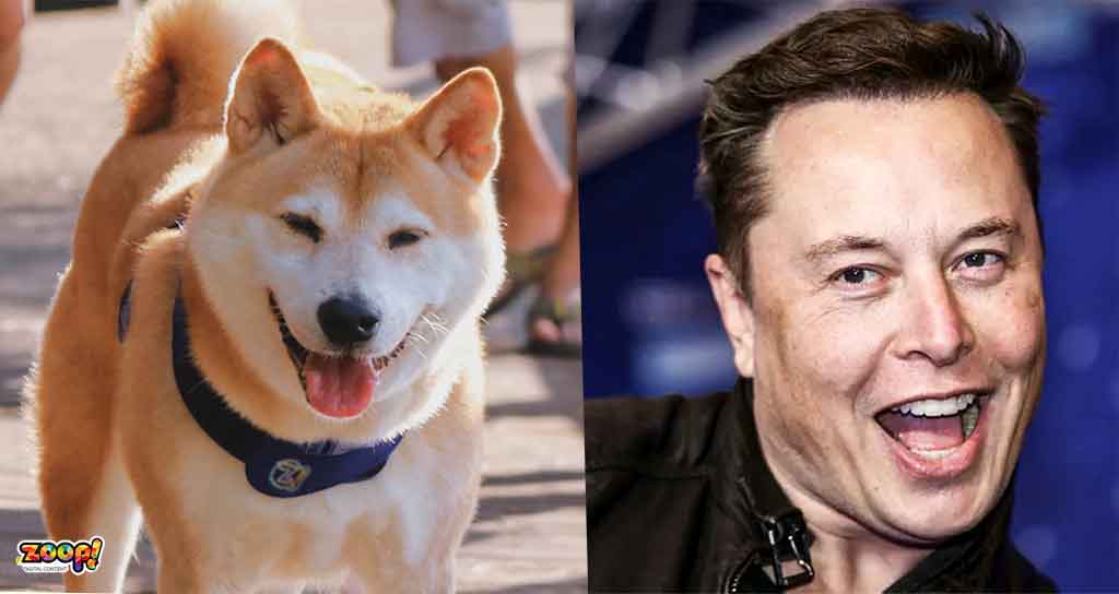Elon Musk loves Dogecoin