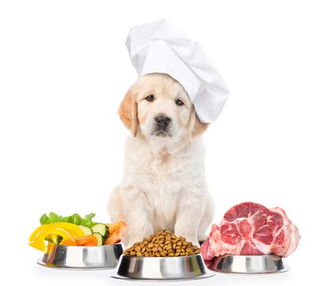 10 erros que você deve evitar na alimentação do seu cachorro