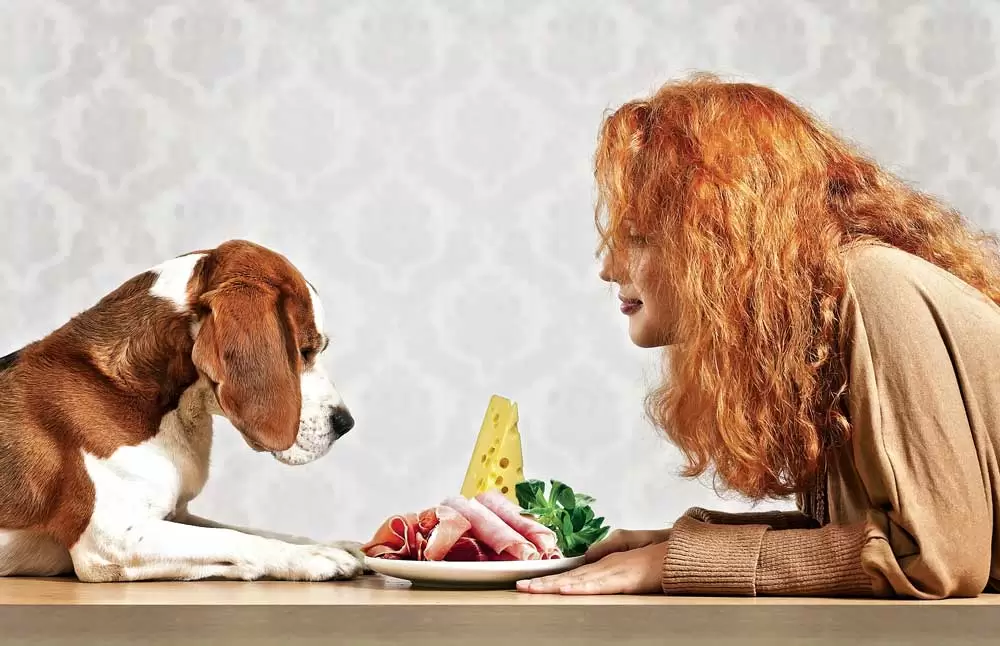 Alimentação para cachorro: 5 coisas que você precisa saber