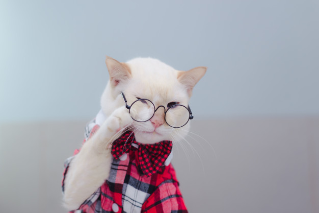 Um gato branco de óculos usando um cachecol vermelho xadres ilustra nosso artigo sobre: Como escolher o nome do seu gato.