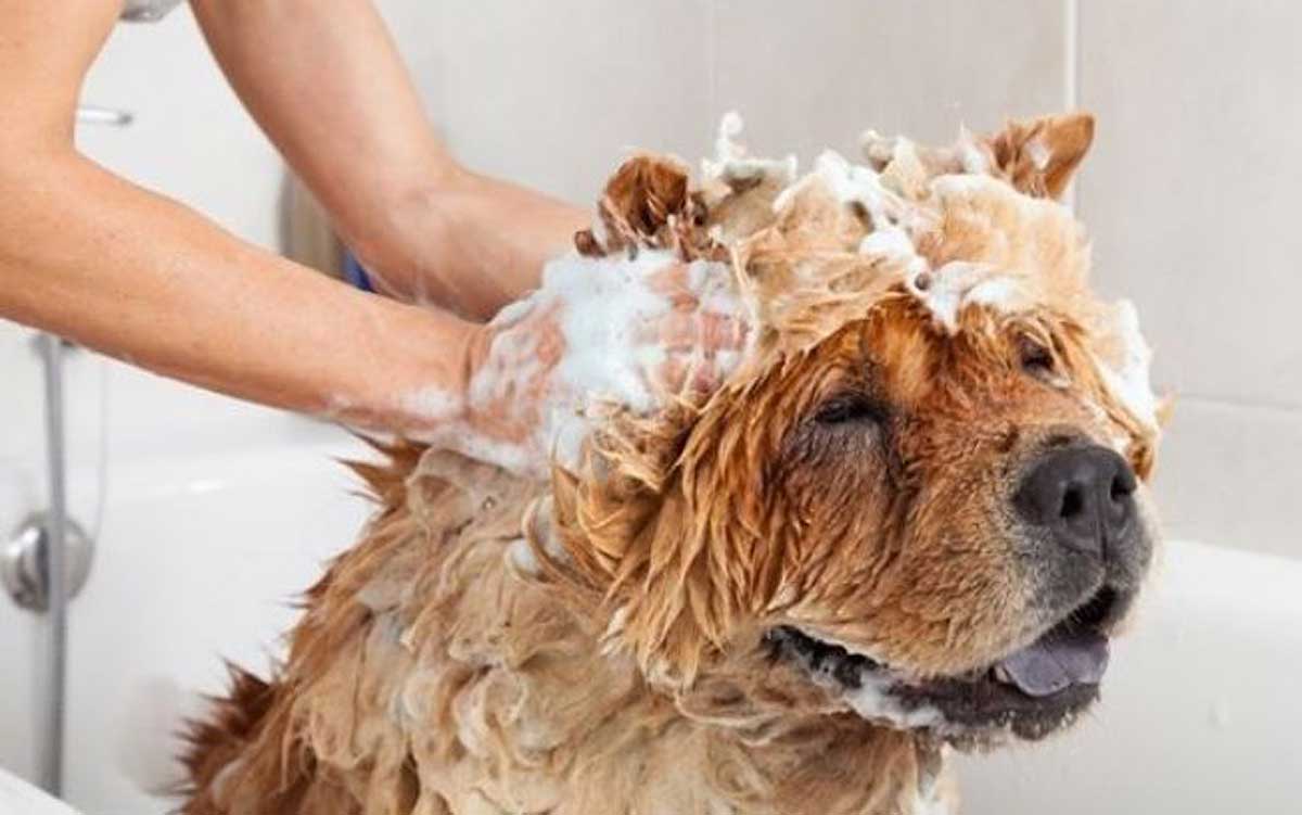 Cachorro feliz tomando banho. Ilustra nosso artigo sobre: Como posso saber se meu cachorro tem pulgas? 