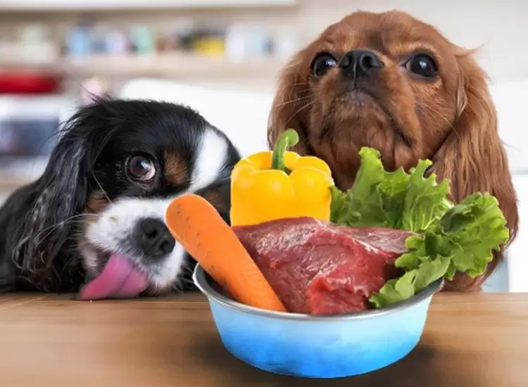 Conheça a tendência da alimentação natural para pets