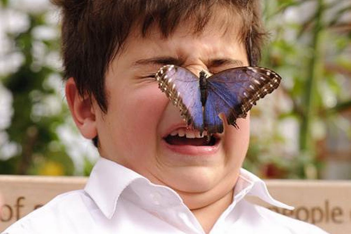 Entomofobia: Porque muitas pessoas tem tanto medo de insetos?