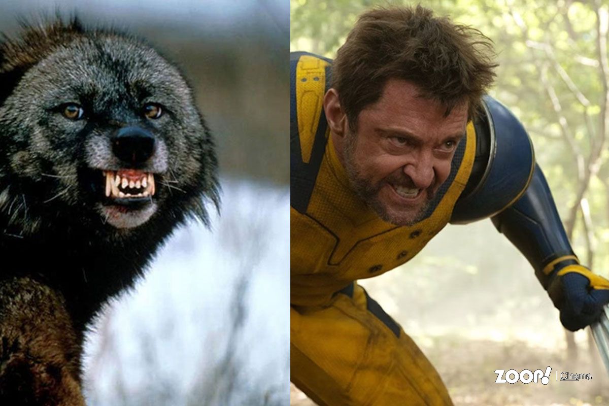 Um Wolverine e o ator Hugh Jackman como o mutante dos X-Men.