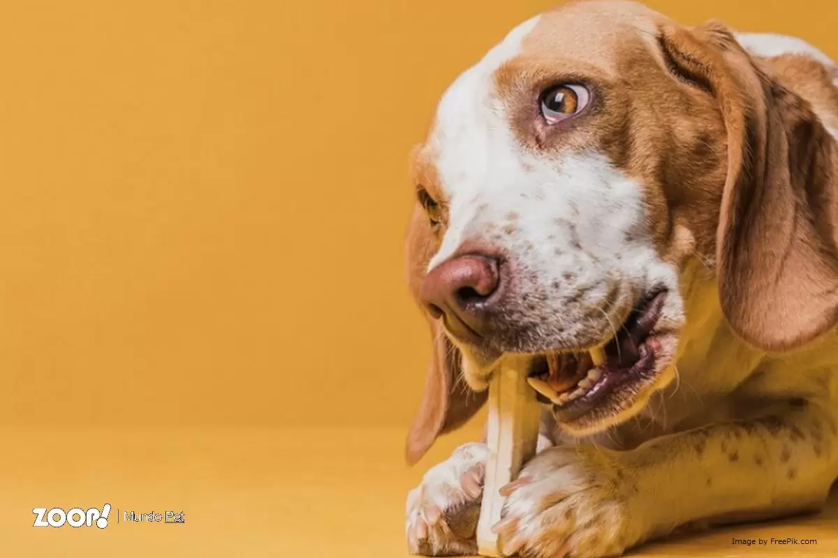 Um cachorro mordiscando um osso ilustra nosso artigo sobre: Piodermite em cães, o que é e como tratar.