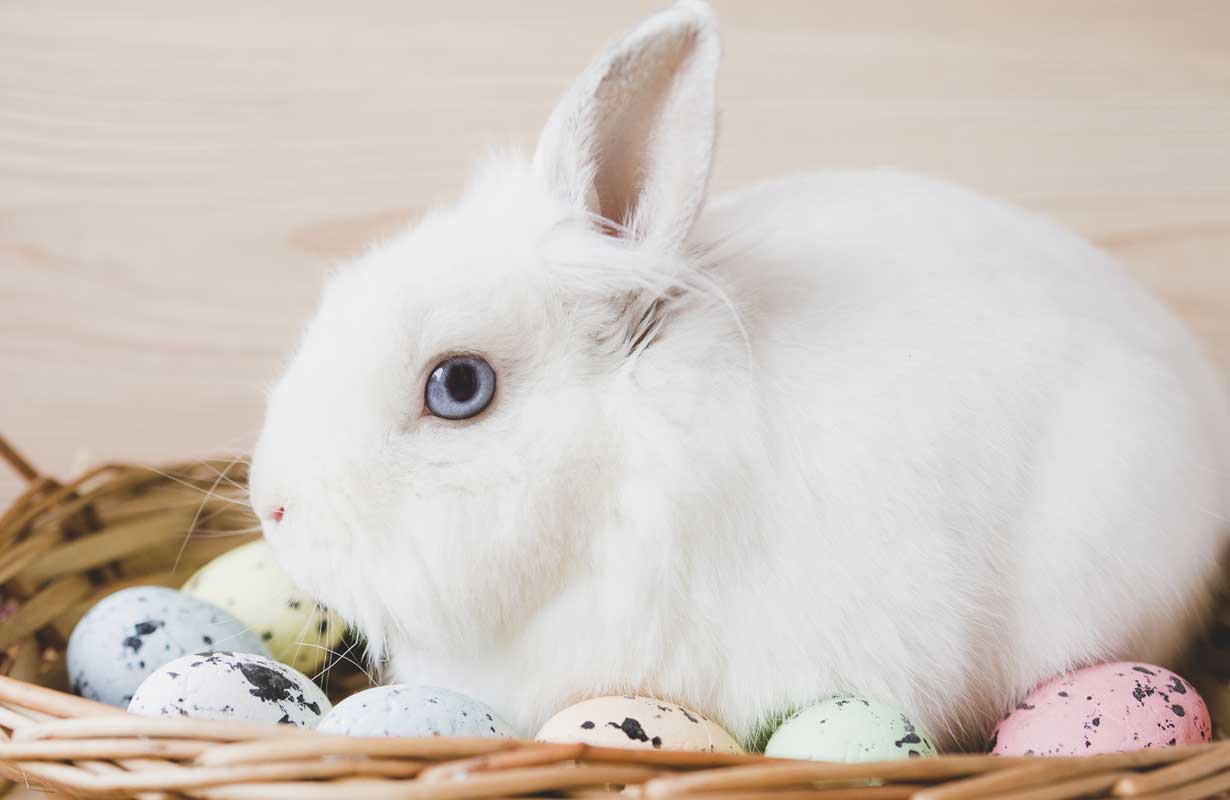 Um coelho branco filhote ilustra nosso artigo sobre: 'Sonhar com coelho branco'. Créditos da imagem: freepik.com