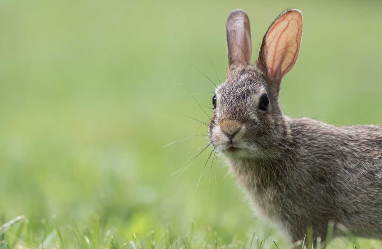 Um coelho cinza olhando para você ilustra nosso artigo sobre: 'sonhar com coelho'. Créditos da imagem: freepik.com 