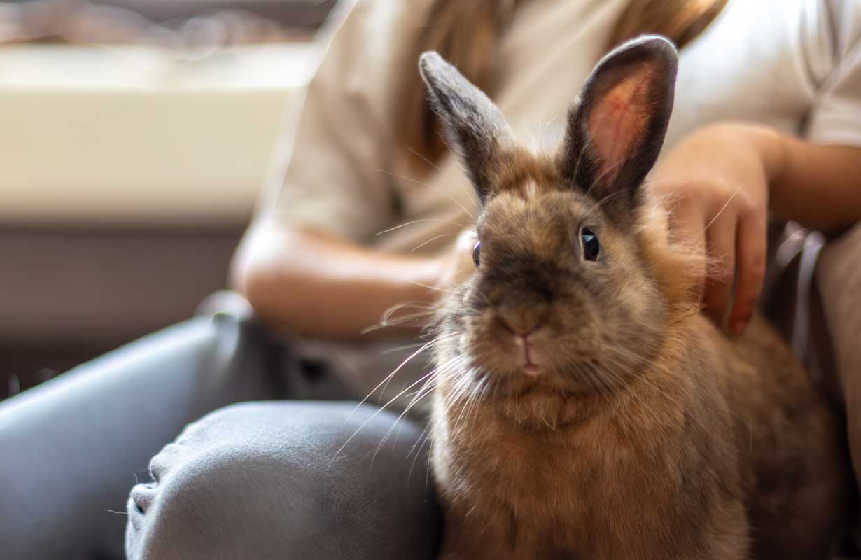 Uma criança acaricia um pequeno coelho marrom ilustrando nosso artigo sobre: 'sonhar com coelho marrom'. Créditos da imagem: freepik.com